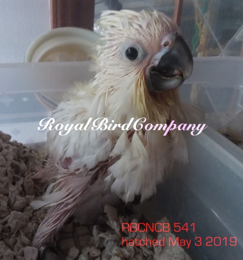 umbrella cockatoos for sale, baby cockatoos, handfed baby cockatoo